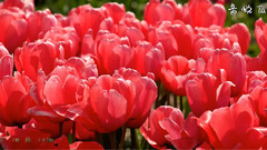 音乐短片 - 郁金香花节Skagit Valley Tulip Festival