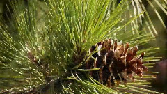 音乐短片 - 瀑布溪温思罗普