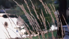 音乐短片 - 秋天的树叶