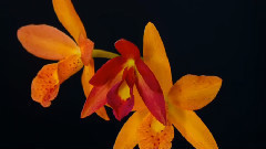 音乐短片 - The Beginning