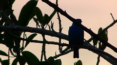 音乐短片 - 月下情歌