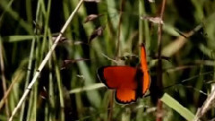 Andre Rieu - Nightingale Serenade