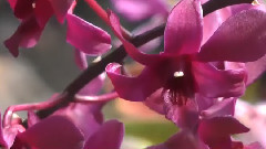 音乐短片 - Rose der Sudsee