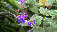 音乐短片 - Lacrimi pentru Diana