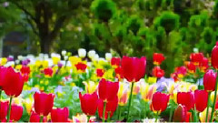 音乐短片 - Spring