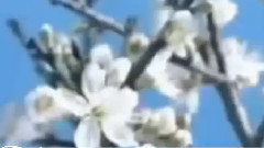 音乐短片 - Govi - Tears Of Joy