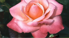 音乐短片 - Govi and Karunesh