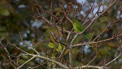 音乐短片 - Nightingale