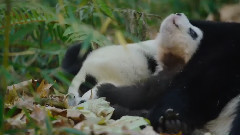 影视原声 - <Born in China >Official 'Earth Day' Trailer