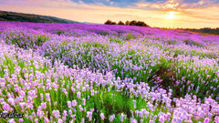 音乐短片 - 爱的旋律