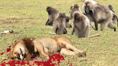 音乐短片 - 狮子和狒狒真正的战斗__狮子攻击狒狒2016