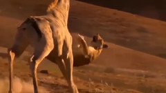 音乐短片 - 当猎物反击__神奇的水牛,长颈鹿,野猪和可怜的狮子,鳄鱼,鬣狗