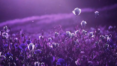 音乐短片 - 云端