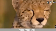 音乐短片 - 最神奇的野生动物攻击# 4 -狮子,老虎,蟒蛇,鹿,鳄鱼