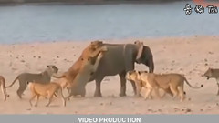 音乐短片 - 最神奇的野生动物攻击# 11 狮子,老虎,蟒蛇,鹿,鳄鱼,犀牛,大象