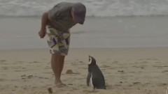 音乐短片 - В Бразилии пингвин каждый год проплывает по 8 тысяч километров, чтобы навестить своего спасителя - Первый канал