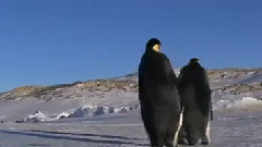 音乐短片 - Пингвины КАМИКАДЗЕ