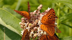 音乐短片 - 加拿大安大略省野生动物