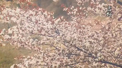 轻音乐 - 桜風