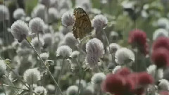 凤飞飞 - 金盏花儿开了