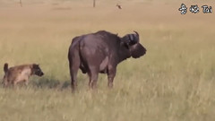 音乐短片 - Hyena Eat Prey Alive Wild Animals Fight To The Death