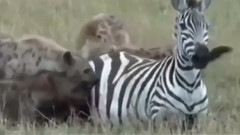 音乐短片 - 惊人的野生动物攻击_狮子,鳄鱼,鬣狗,河马