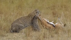 音乐短片 - Leopard Silent Attack Over Cheetah, Wild Dogs, Gazelle, and Impala Wild Animals Fight To The Death
