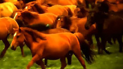 音乐短片 - 乌兰巴托草原之夜