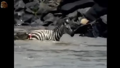 音乐短片 - MOST AMAZING Zebra, Antelope Still Alive after Crocodile Attack