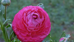 音乐短片 - Concierto de Aranjuez