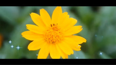 音乐短片 - 雏菊