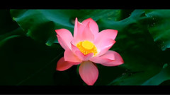 音乐短片 - 雪中莲