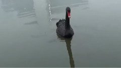 音乐短片 - 在水一方