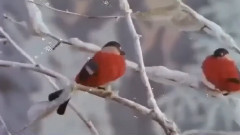 音乐短片 - ✿ Замръзнали цветя! ... ... ✿