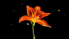 音乐短片 - Camille Saint-Saëns ... ... Dance Of Nature