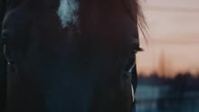 Olavi Uusivirta - Tanssit Vaikka Et Osaa