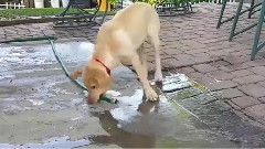 音乐短片 - Fill the swimming pool