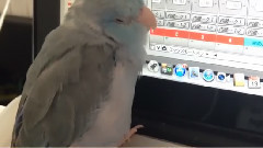 音乐短片 - Little parrot listening to pleasant music also follow chirr