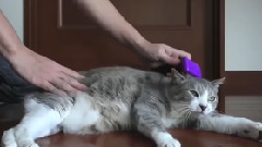 音乐短片 - The master of combing character is not the same cat