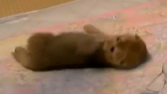音乐短片 - Fluffy kitten rolling is to not let you touch