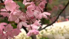 音乐短片 - 江南郁金香