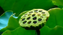 音乐短片 - 荷塘月色