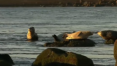 音乐短片 - Echo Of The Strait