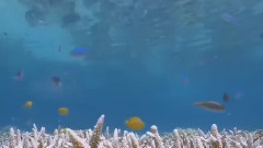 音乐短片 - The Great Barrier Reef In Australia