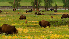 音乐短片 - 田园牧曲