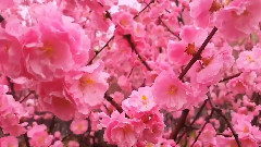 音乐短片,轻音乐,风景 - 桃花朵朵开