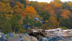 音乐短片 - 美丽的小提琴吉他长笛竖琴大提琴钢琴音乐3小时