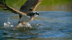 音乐短片 - Finlandia