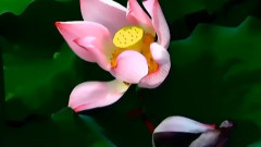 音乐短片 - 落花飞