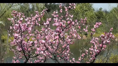 音乐短片,风景 - 扬州风光 梅岭春深